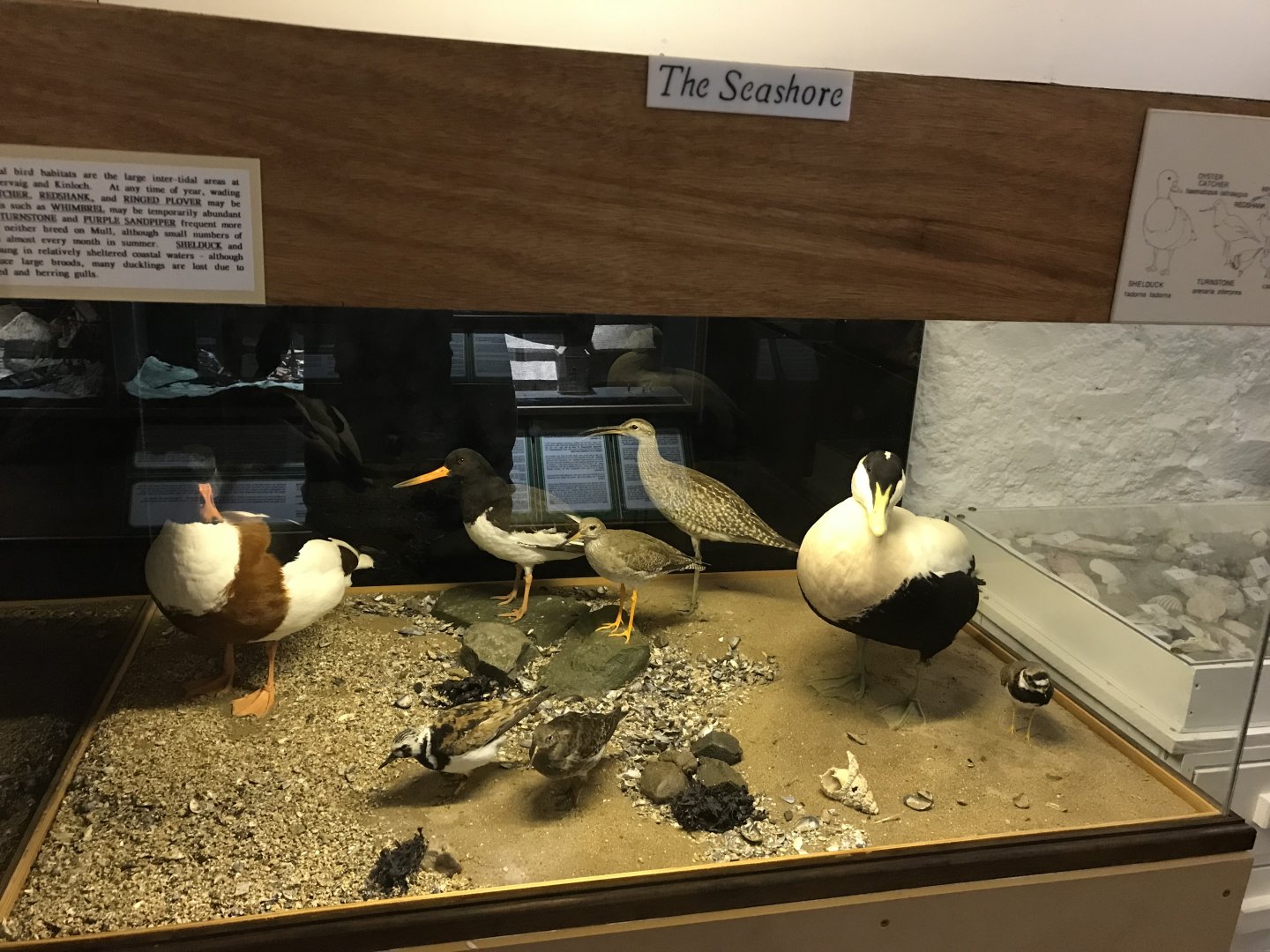 Old Byre heritage centre: Seashore diorama