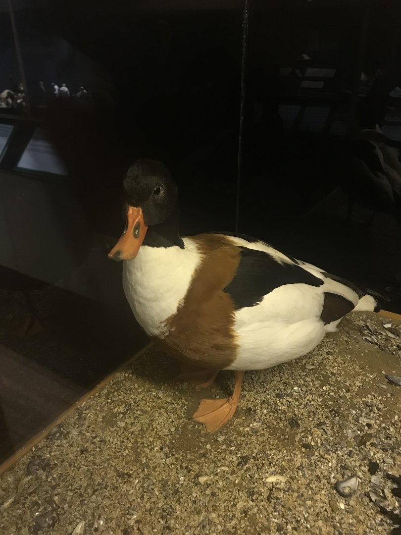 Old Byre heritage centre: Shelduck