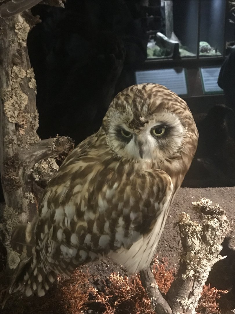 Old Byre heritage centre: Short eared owl