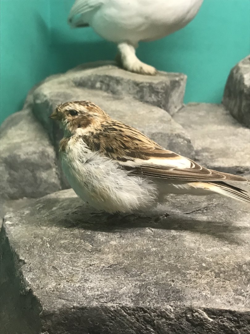 Old Byre heritage centre: Snow bunting