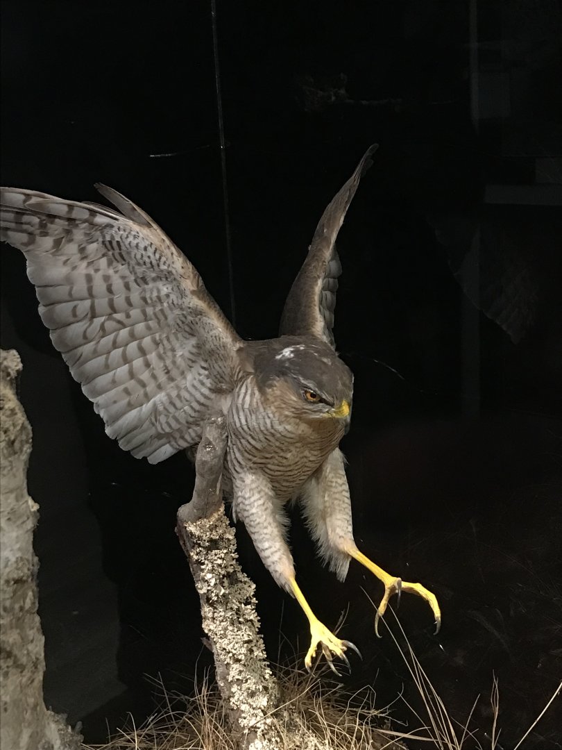 Old Byre heritage centre: Sparrowhawk