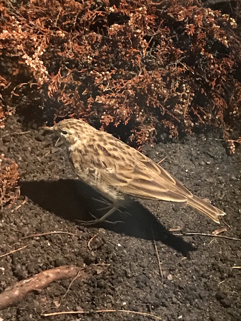 Old Byre heritage centre: Species ID?
