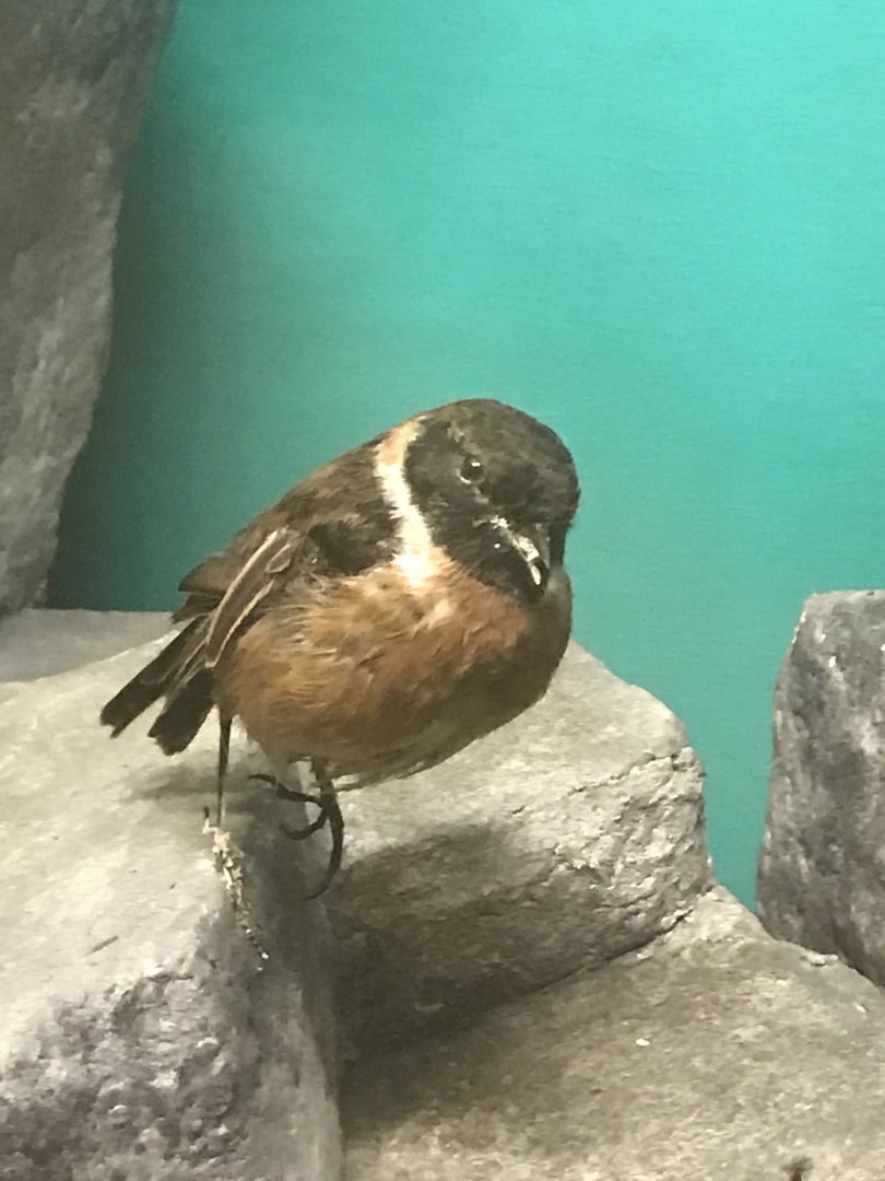 Old Byre heritage centre: Stonechat