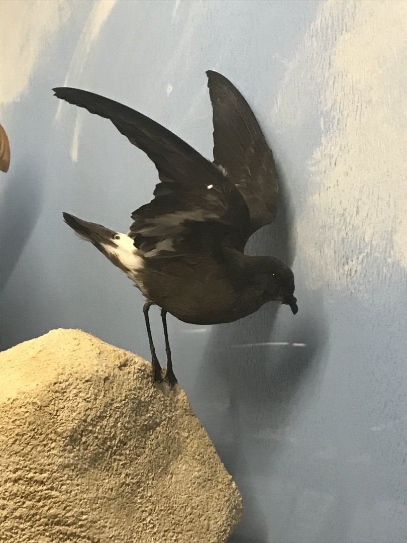 Old Byre heritage centre: Storm Petrel