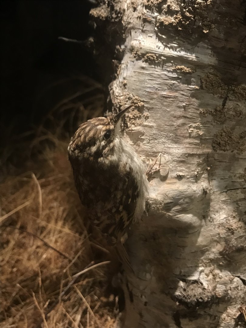 Old Byre heritage centre: Treecreeper