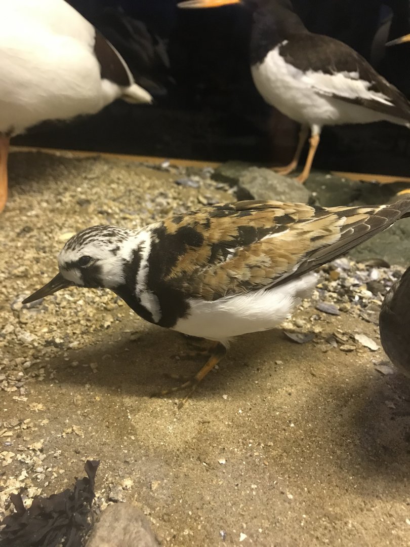 Old Byre heritage centre: Turnstone