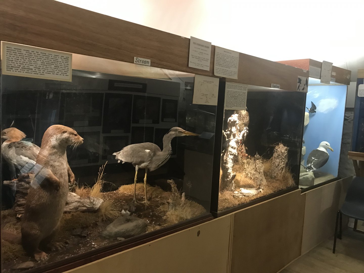Old Byre heritage centre: View of species dioramas (2)