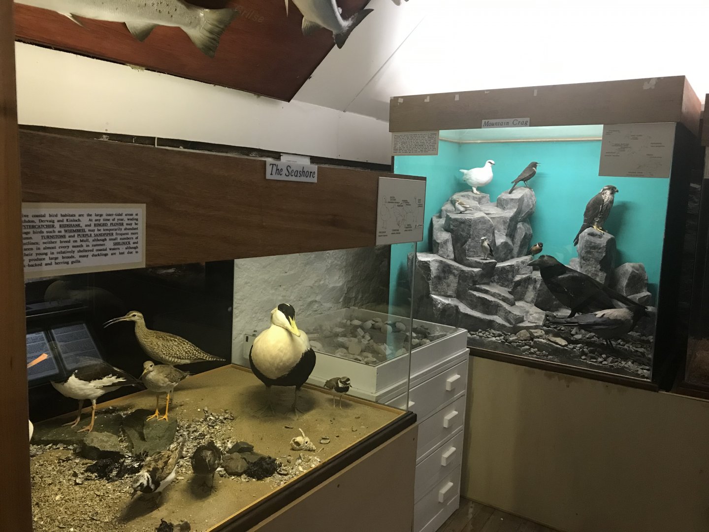 Old Byre heritage centre: View of species dioramas