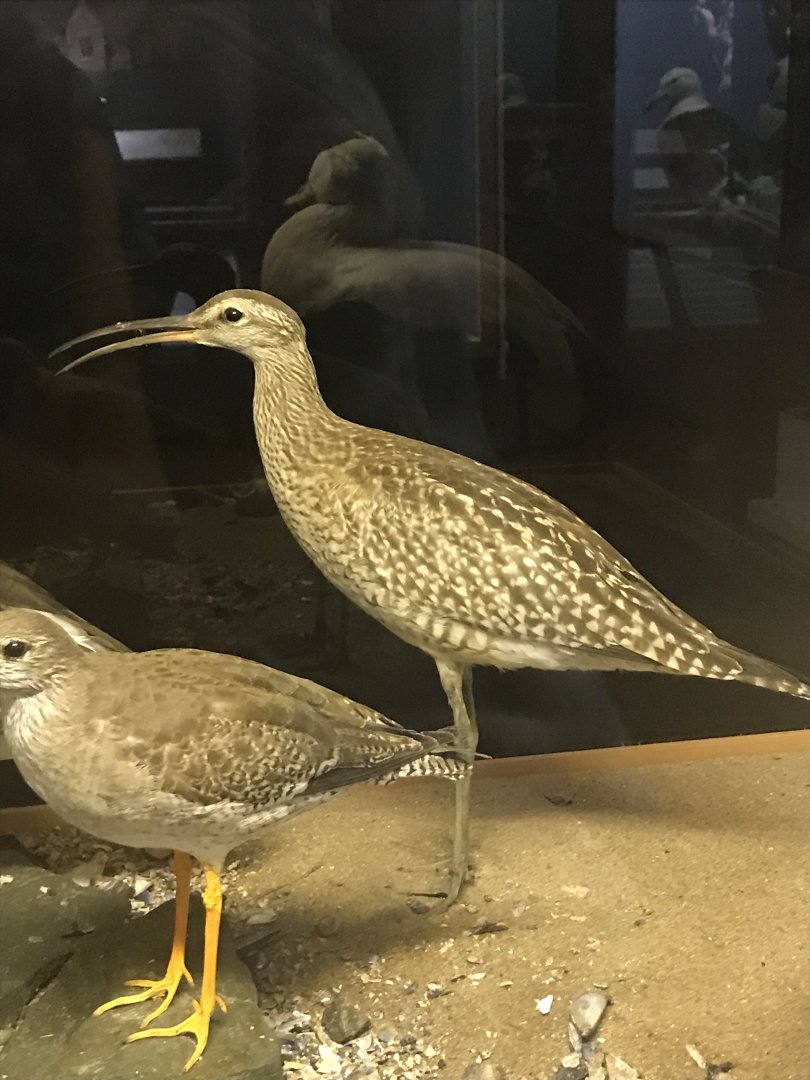 Old Byre heritage centre: Whimbrel