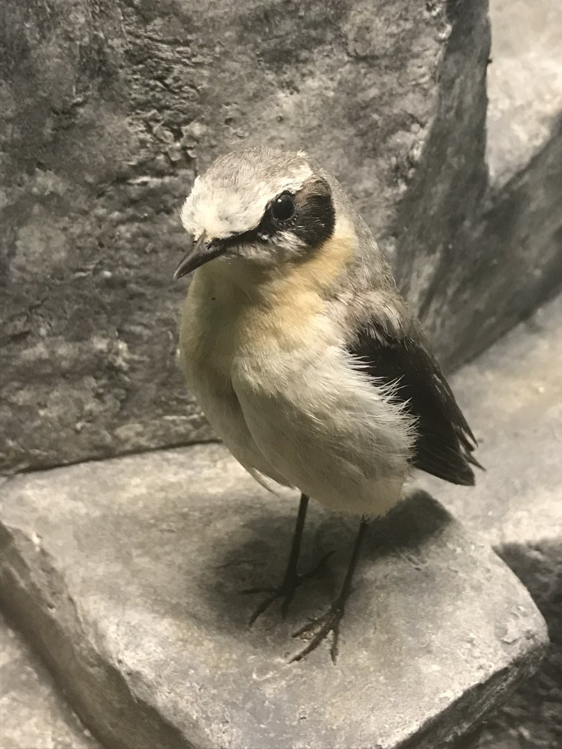 Old Byre heritage centre: Whitear