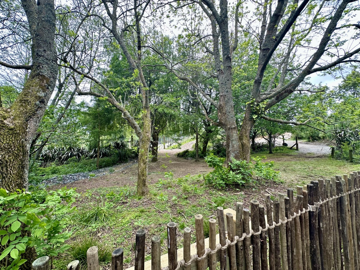 Old Cape Barren Goose Exhibit
