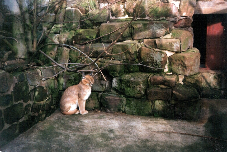 Old Cat House - Caracal