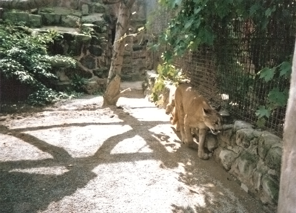 Old Cat House - Puma