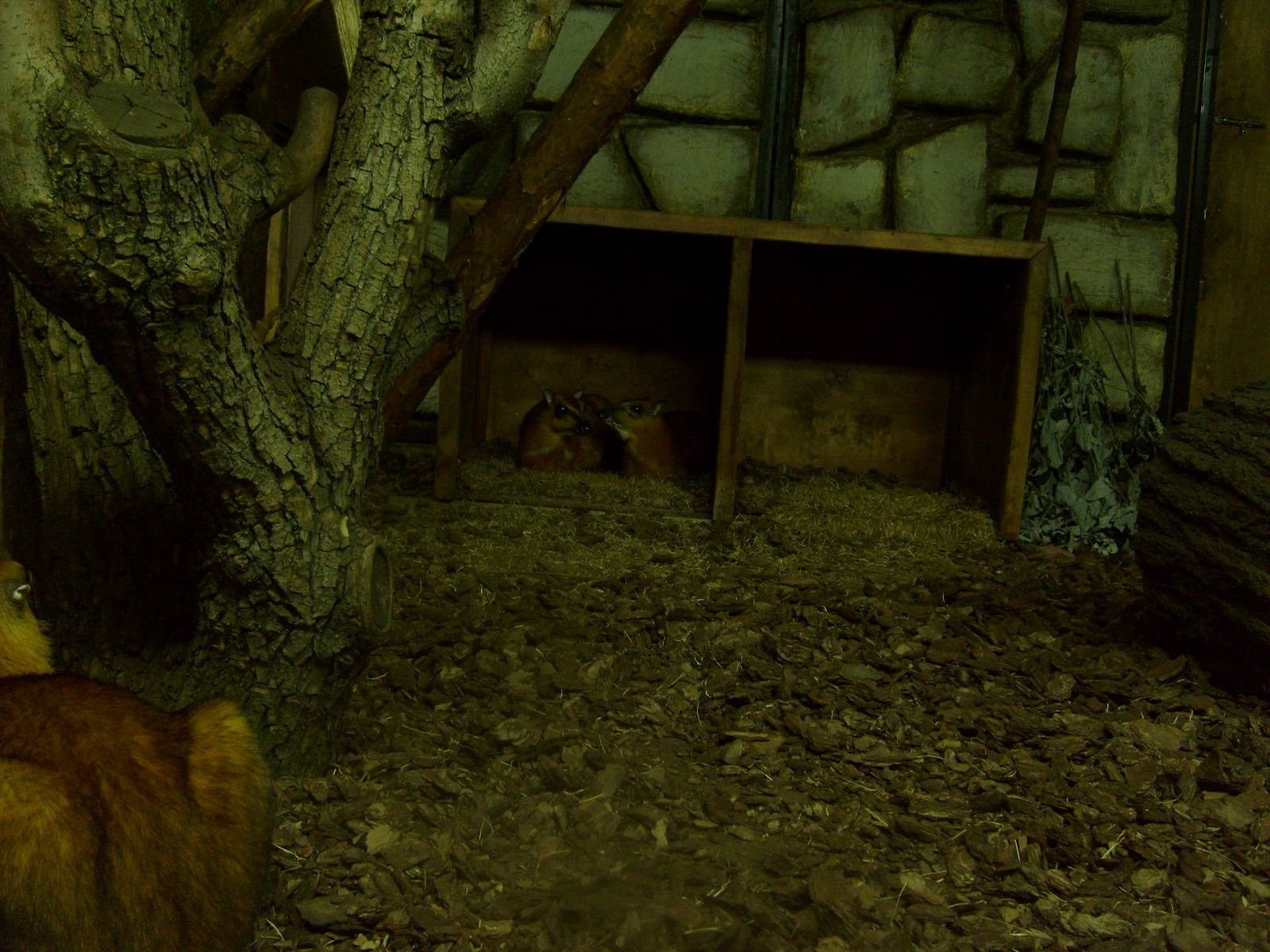 Old chevrotains exhibit