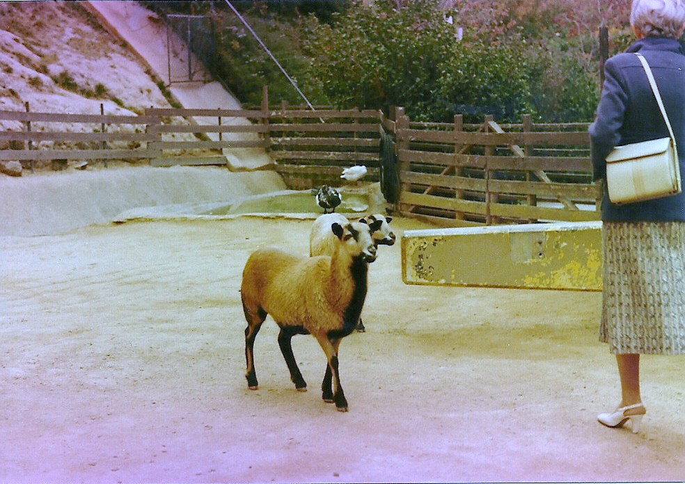 Old Children's Zoo Contact Area - Circa 1982