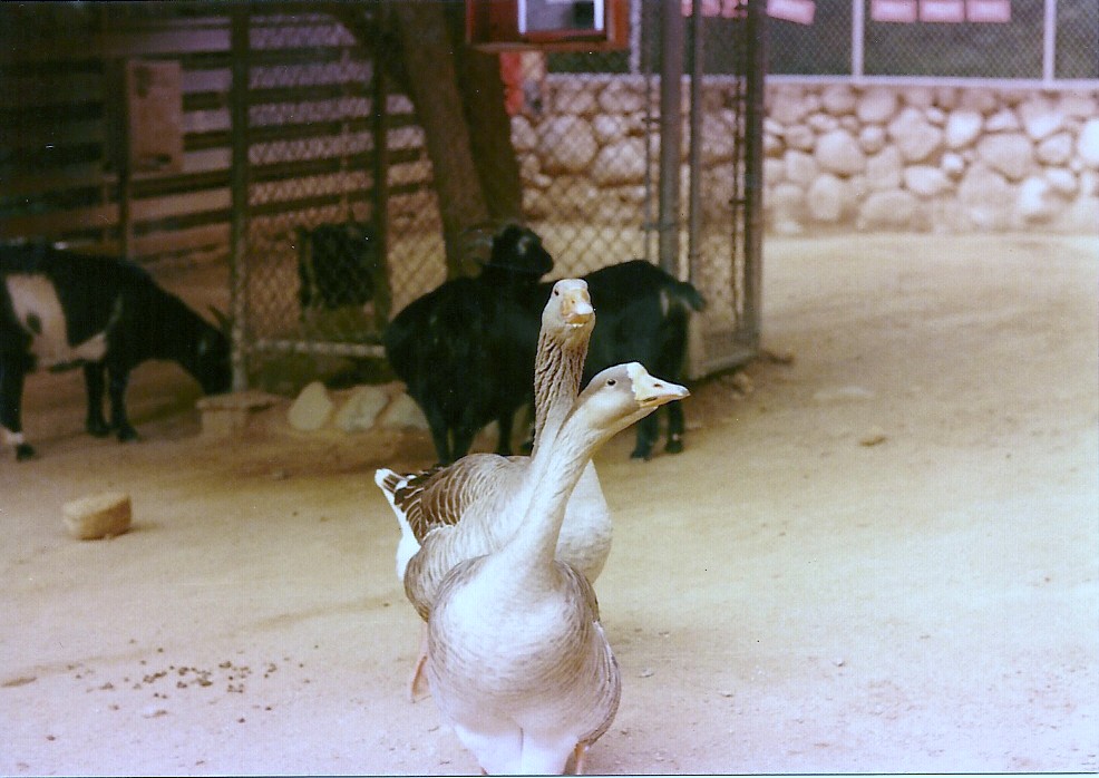 Old Children's Zoo Contact Area - Circa 1982