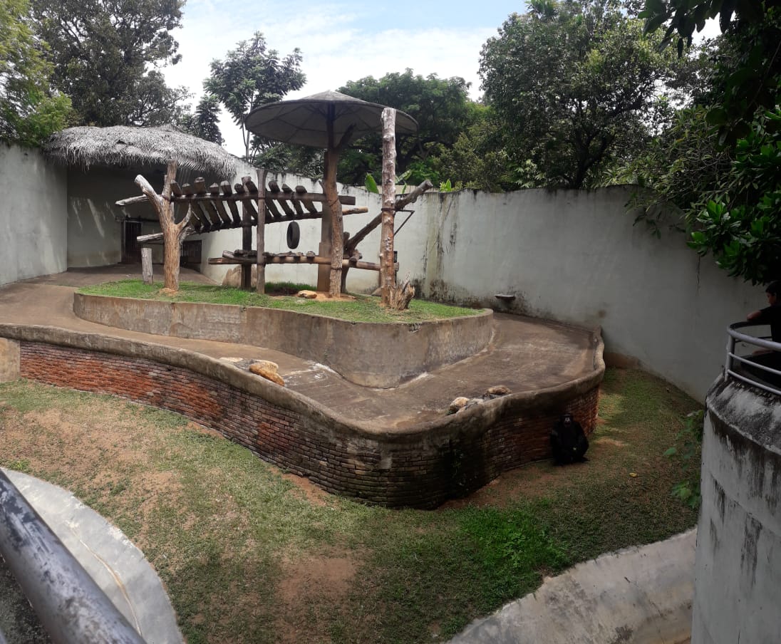 Old Chimpanzee exhibit