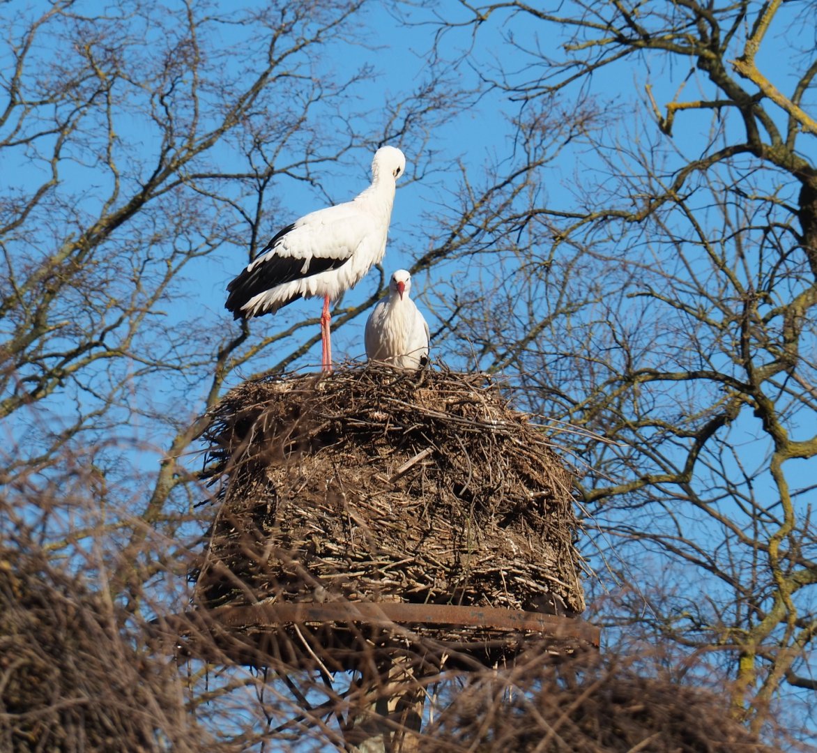 Old Ciconia ciconia nest (Feb 16th, 2019)