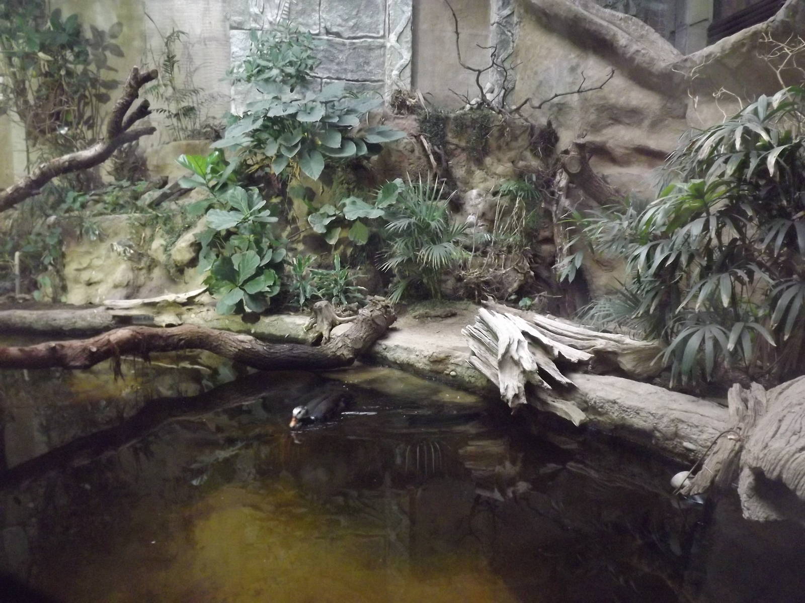 Old Crocodile enclosure at Chester Zoo 31/03/12