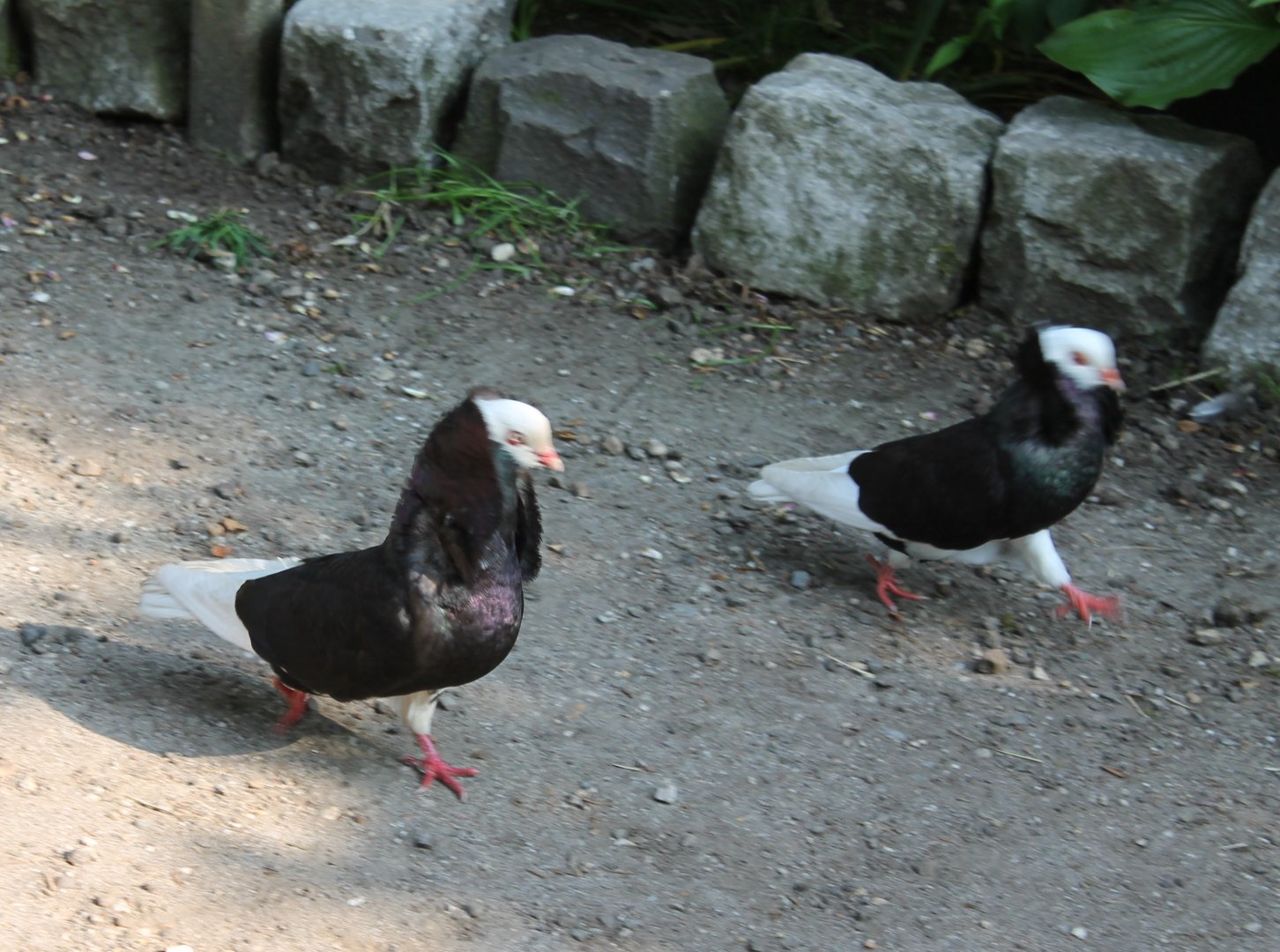 Old Dutch capuchines