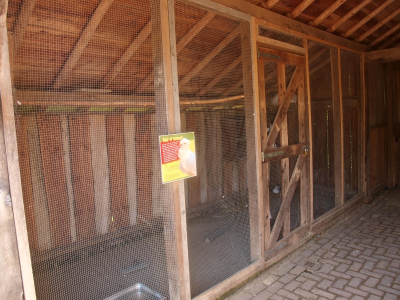 Old Dutch Gull pigeon aviary (May 2nd, 2015)