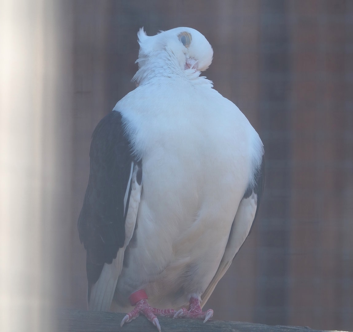 Old Dutch gull pigeon (Columba livia domestica), 2023-05-31