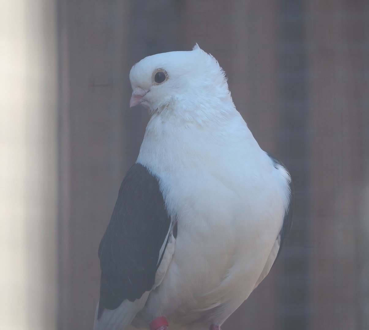 Old Dutch gull pigeon (Columba livia domestica), 2023-05-31