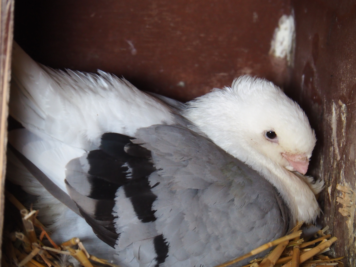 Old Dutch gull pigeon (Columba livia domestica) on the nest, 2019-07-21