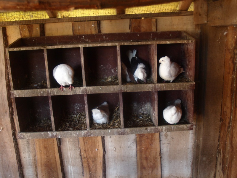 Old Dutch Gull pigeon nests (May 2nd, 2015)