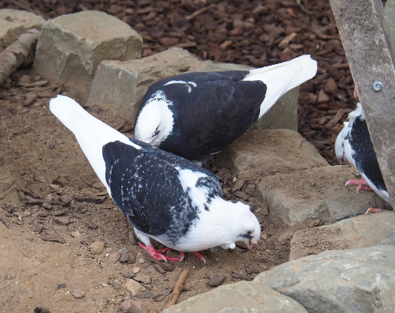 Old Dutch gull pigeons (Columbia livia domestica), 2023-07-18