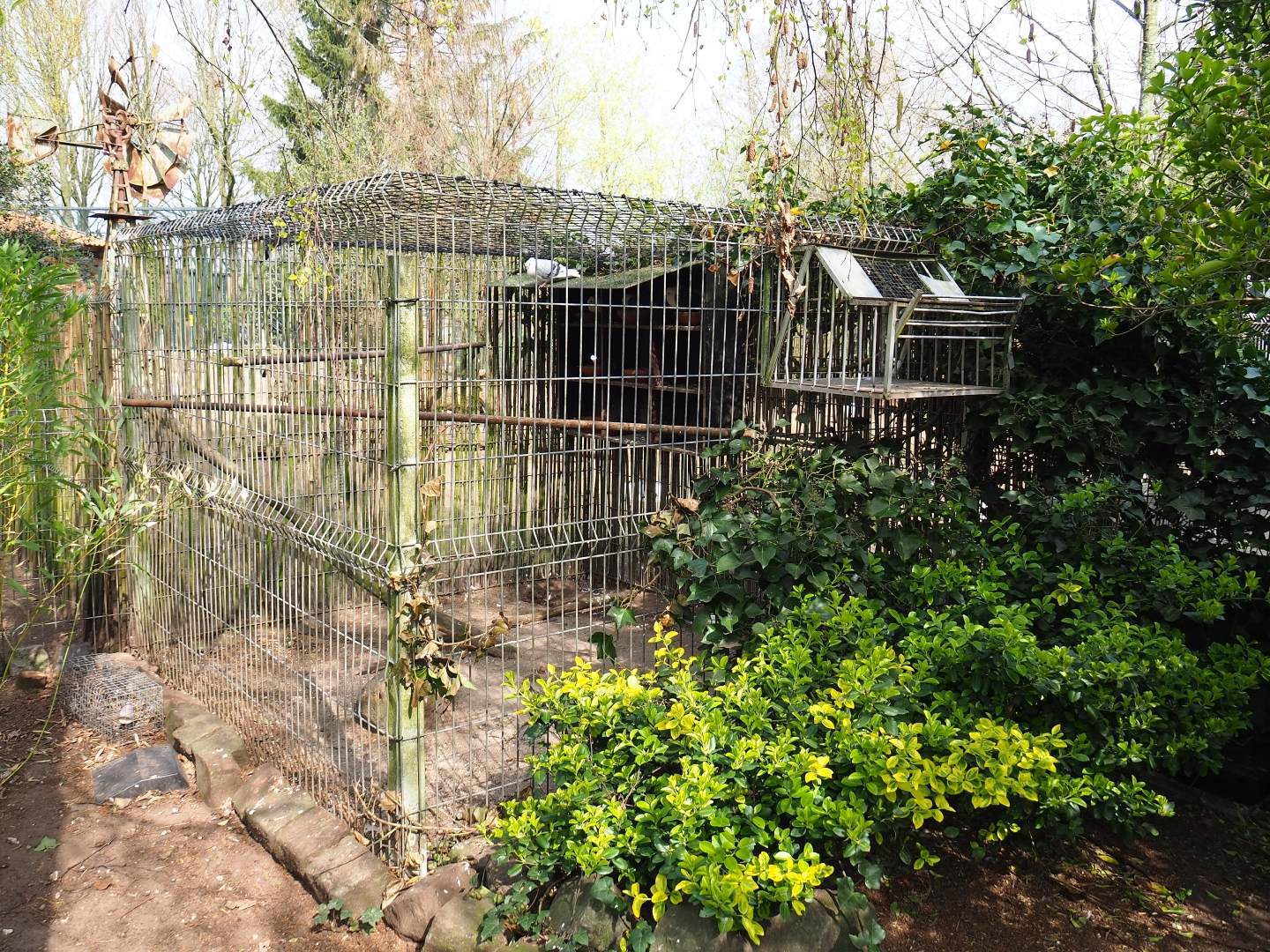 Old Dutch Turbit pigeon aviary, 2019-04-06