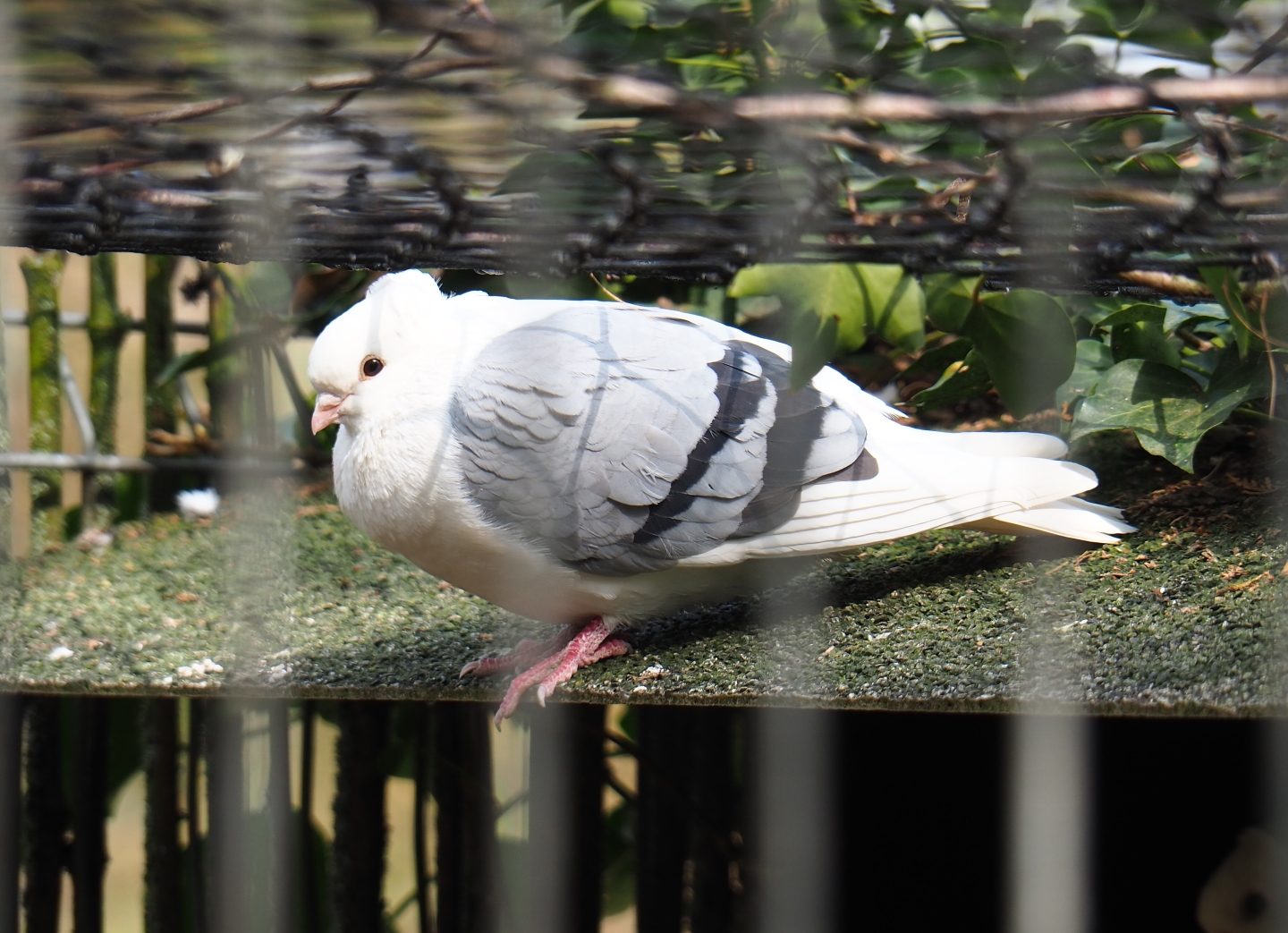 Old Dutch Turbit pigeon (Columba livia domestica), 2019-04-06
