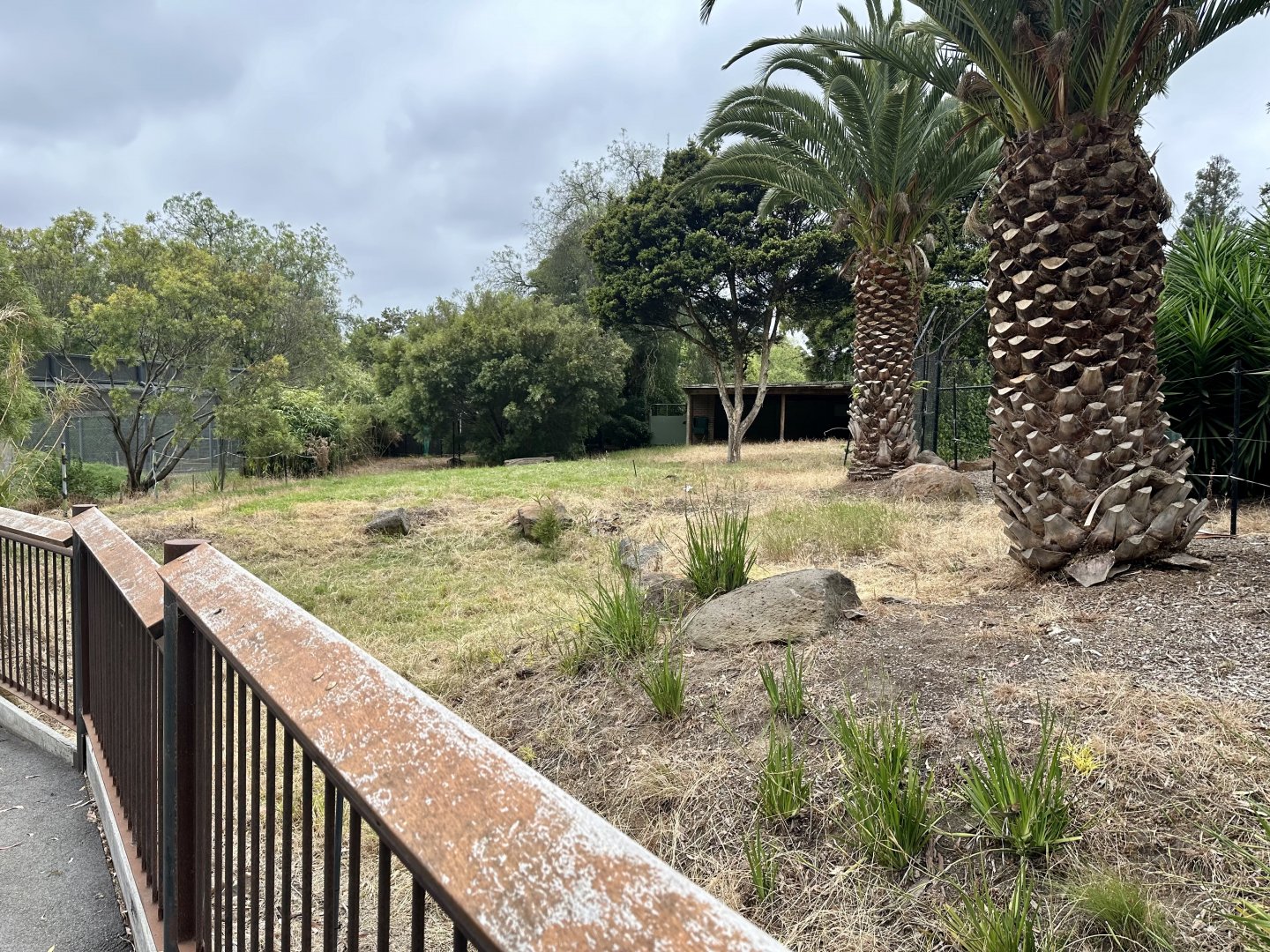 Old Eastern Bongo Exhibit