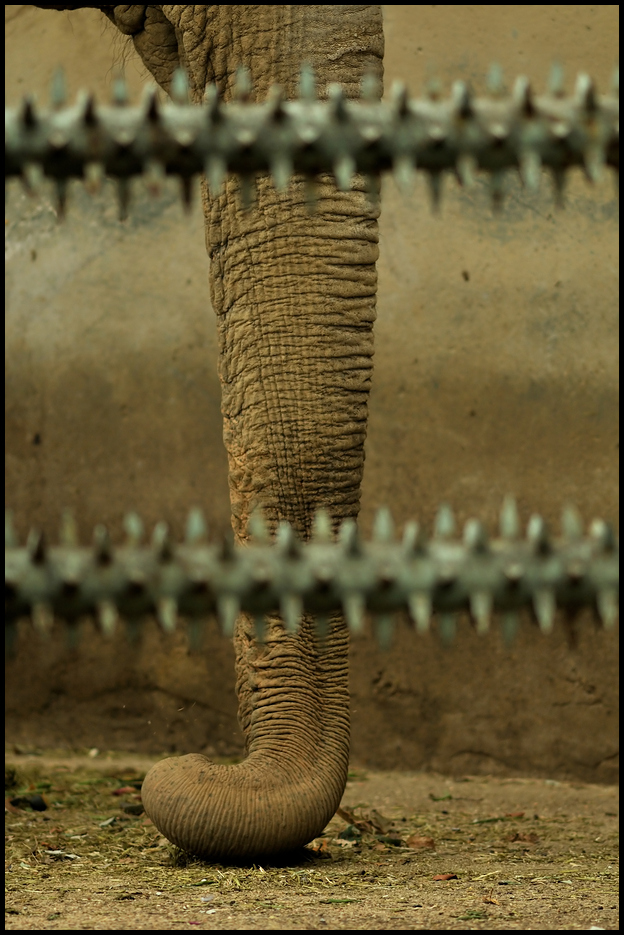 Old elephant at Lyon