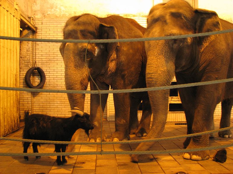 Old elephant cows with a pygmy goat