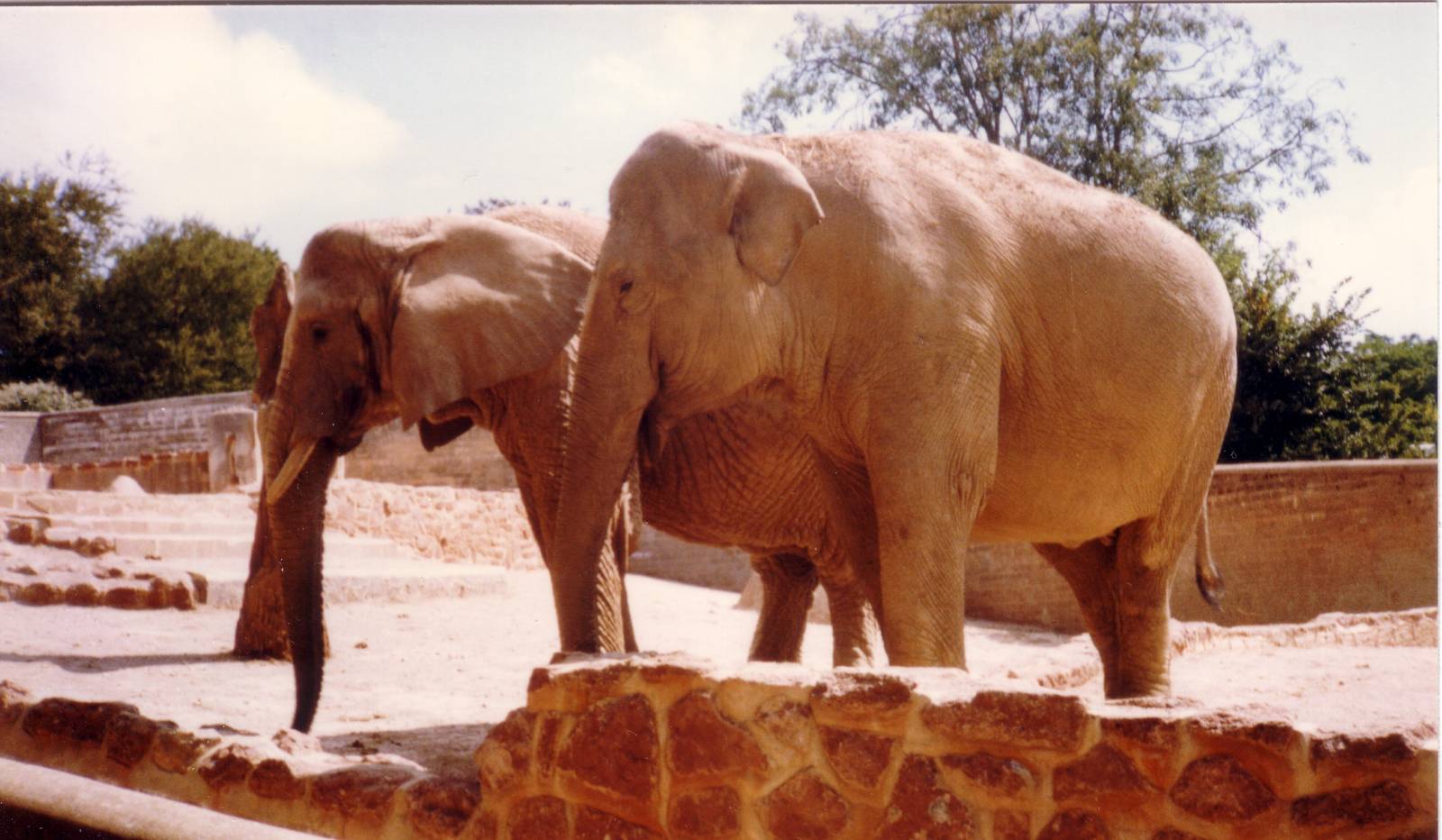 Old Elephant enclosure, August 1989