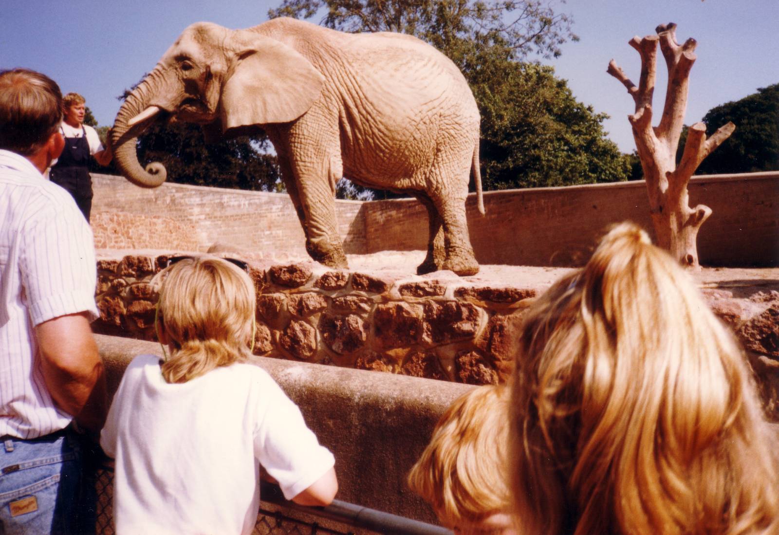 Old Elephant enclosure, August 1989