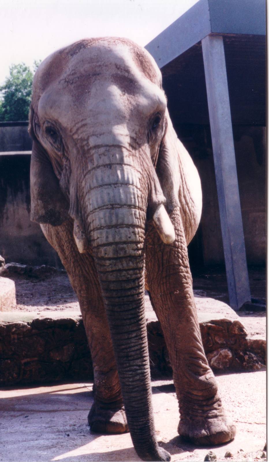 Old Elephant enclosure, August 1996