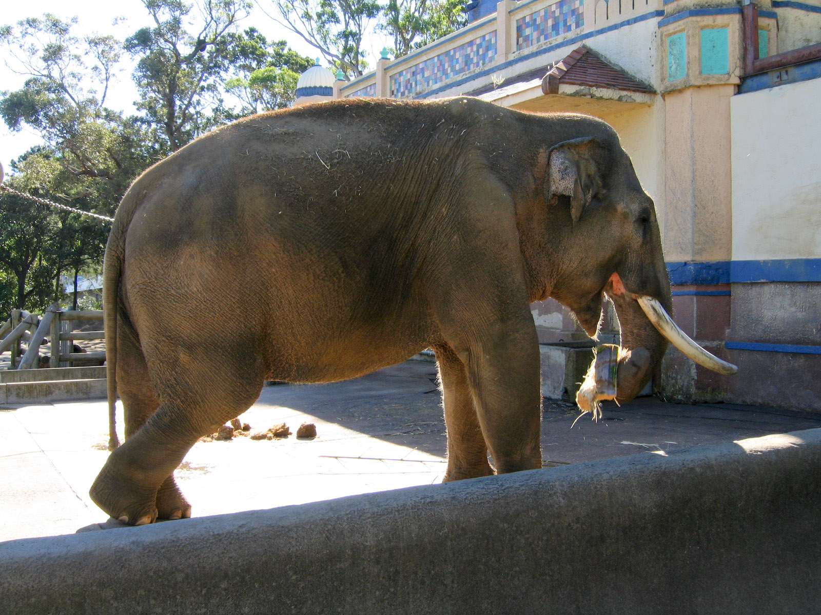 Old elephant enclosure - May 2004