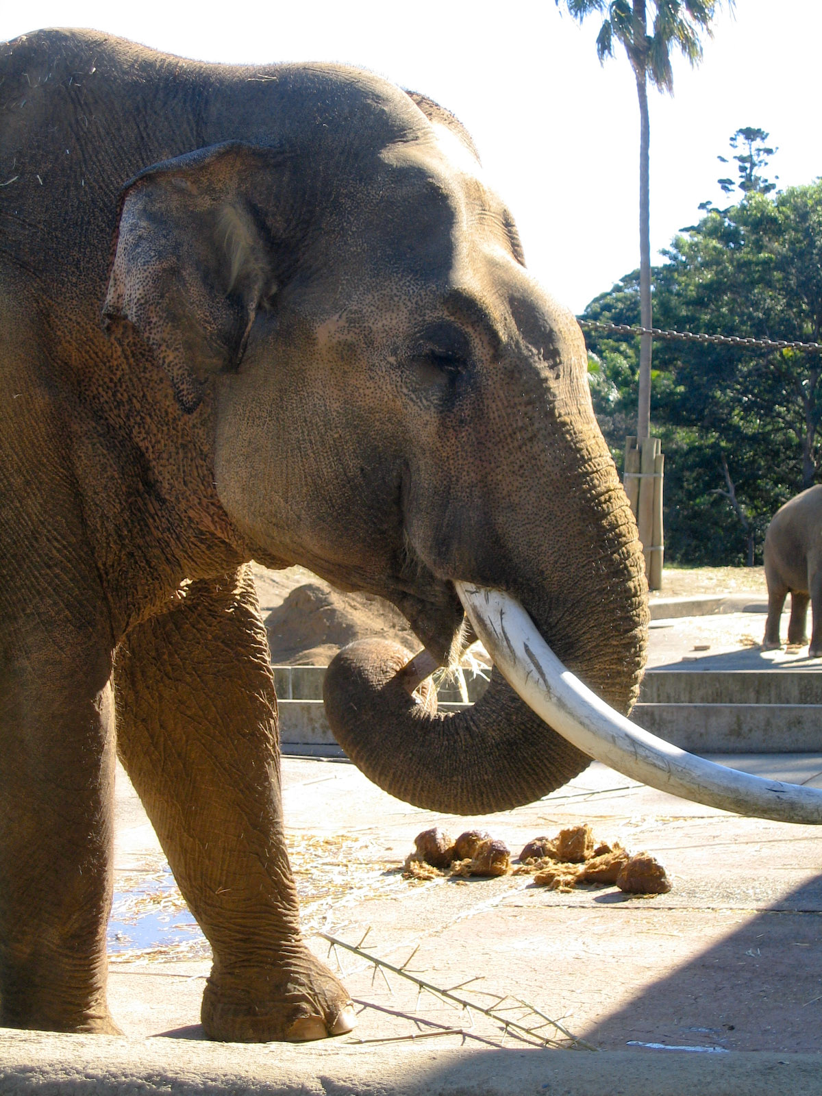 Old elephant enclosure - May 2004