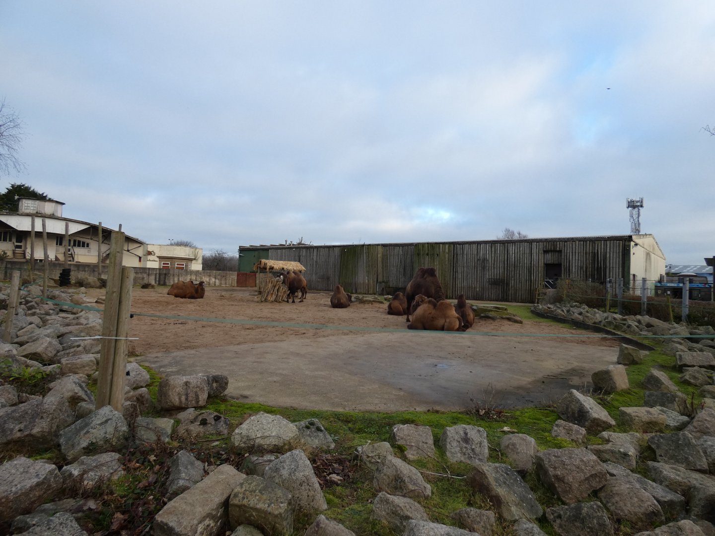 Old Elephant enclosure (now holds Camels)