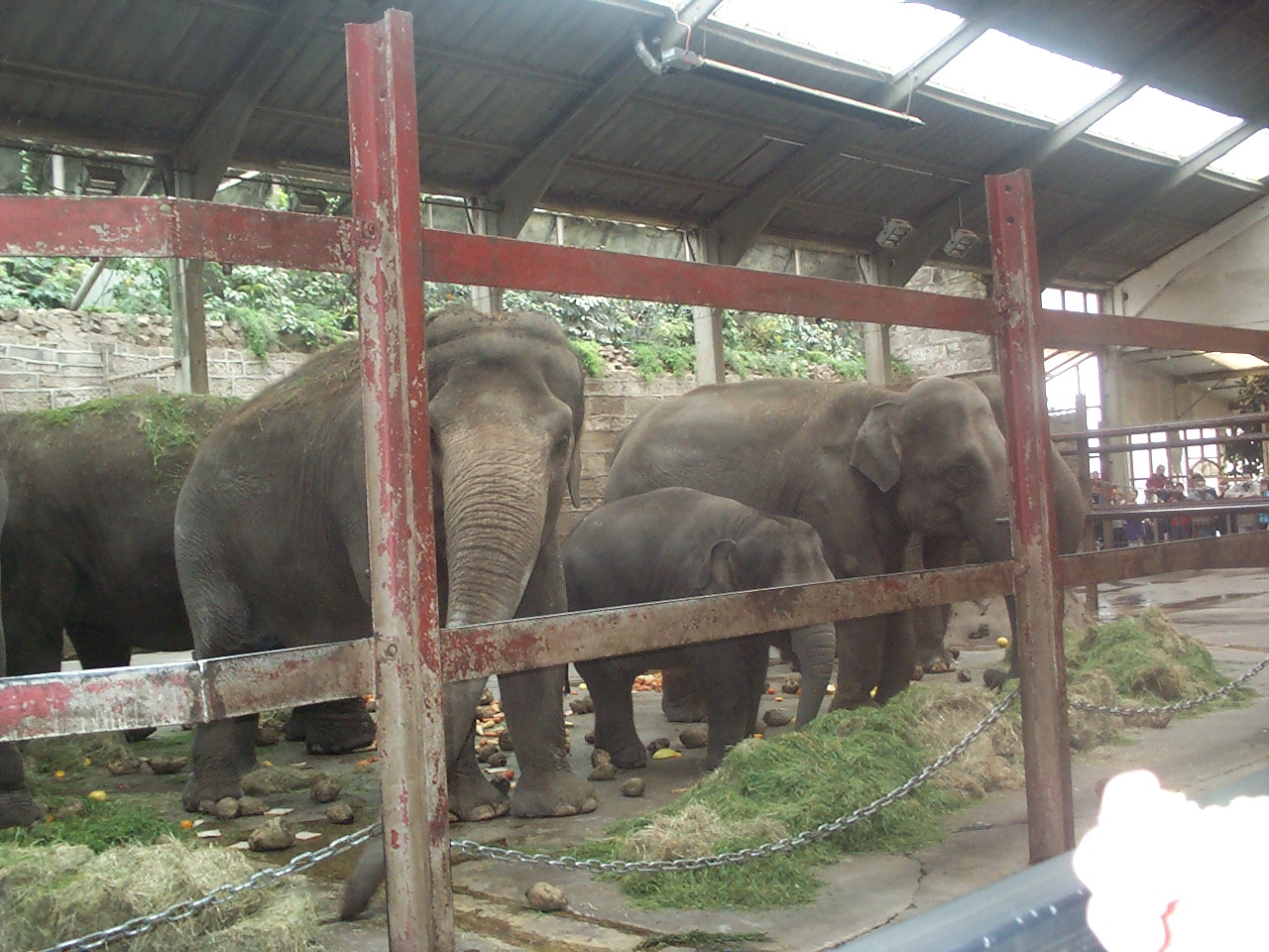 Old elephant house April 9th 2000