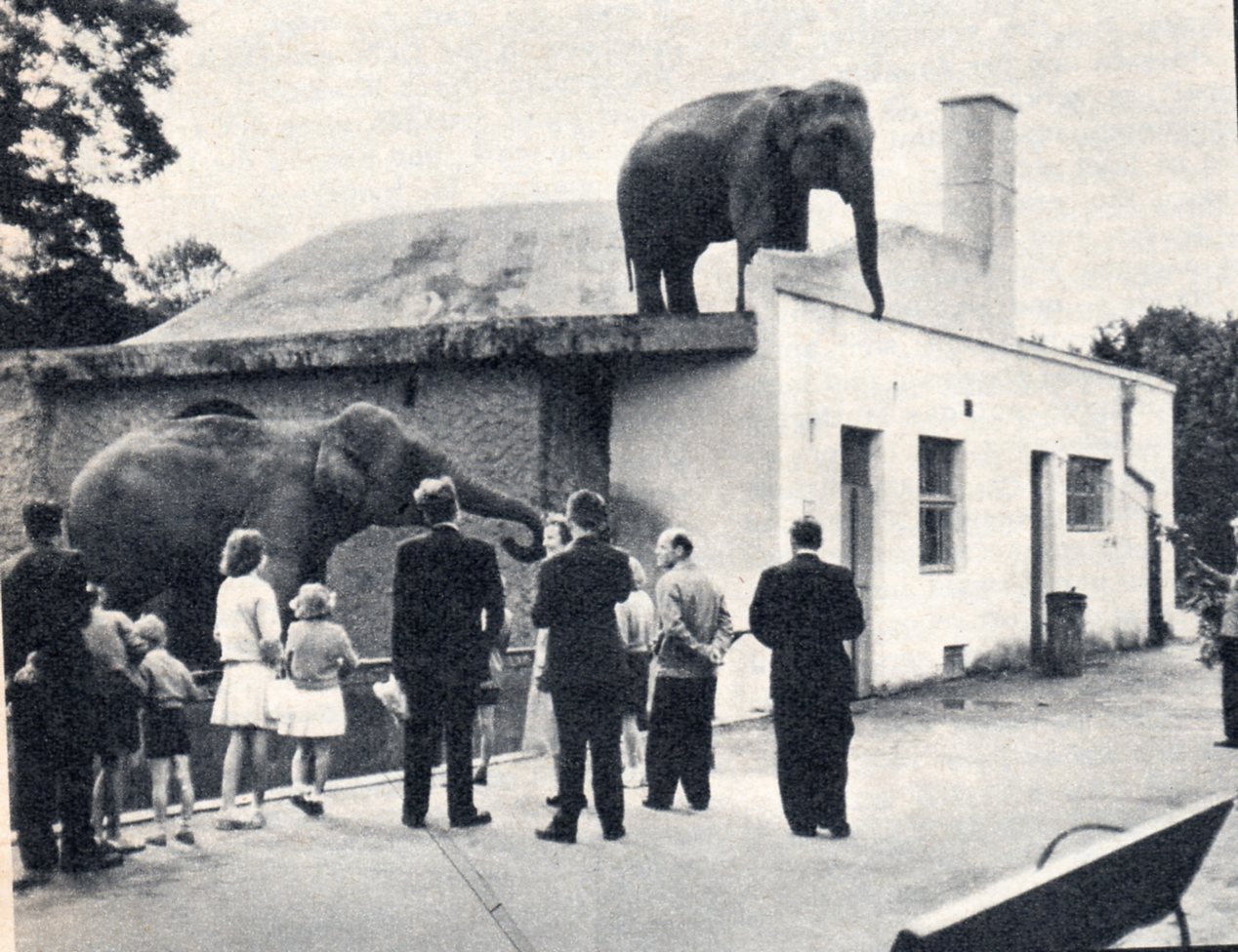 Old Elephant House