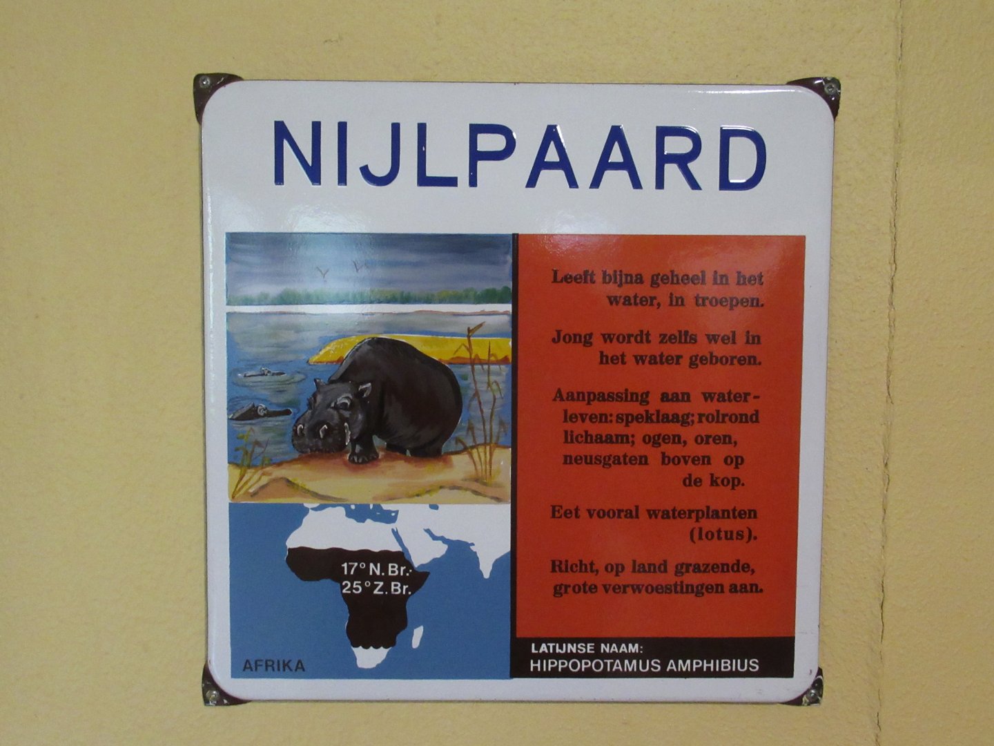 Old enamel hippo sign