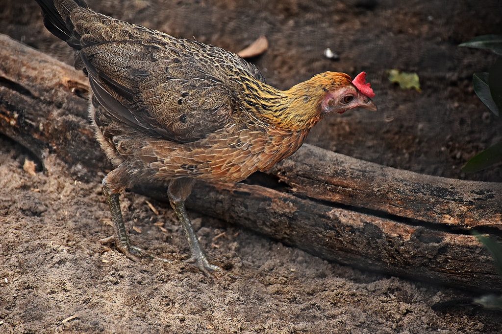 Old English Game fowl