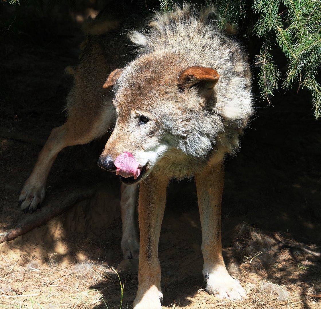 Old Eurasian grey wolf (Canis lupus lupus), 2023-07-18