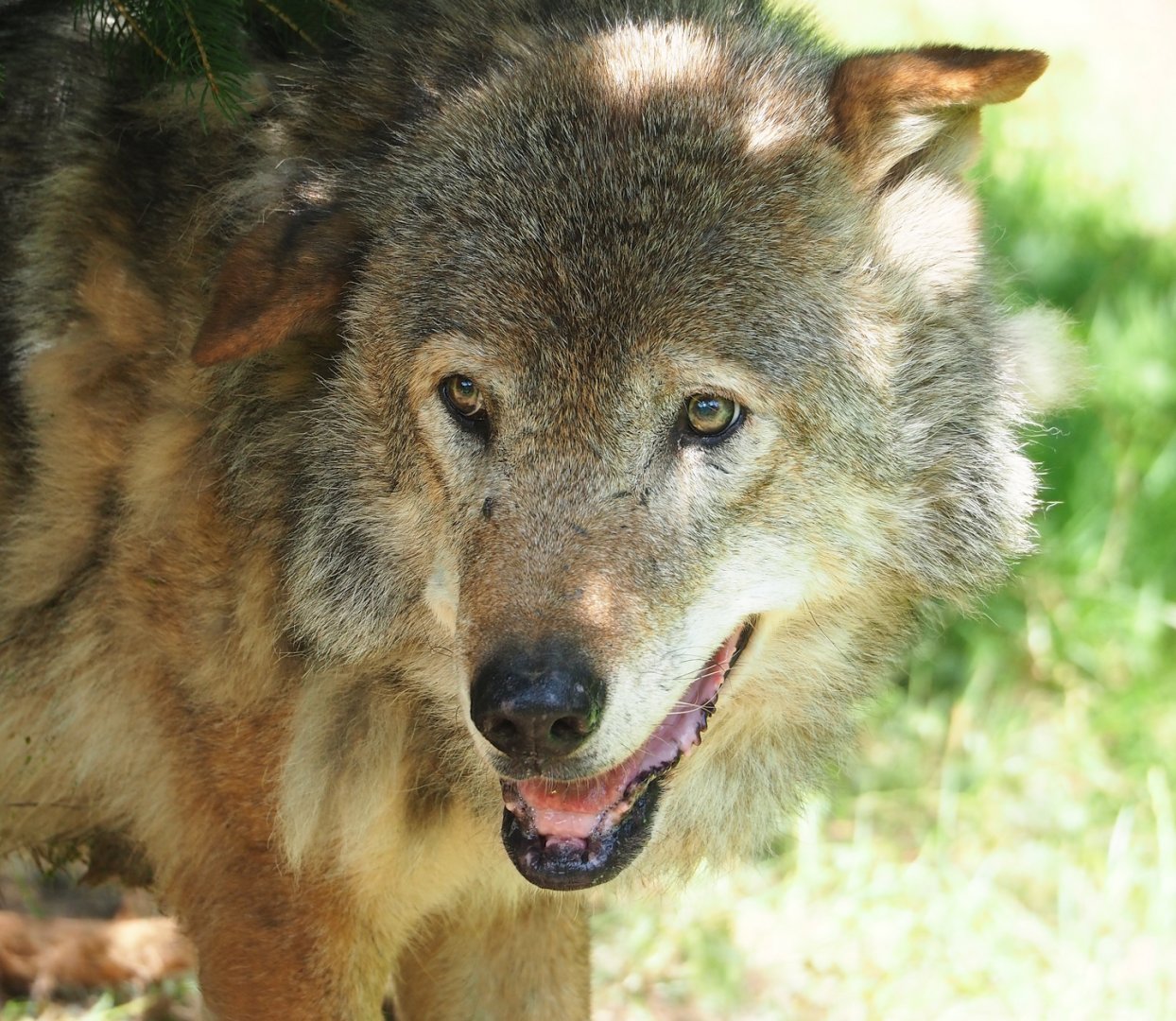Old Eurasian grey wolf (Canis lupus lupus), 2023-07-18