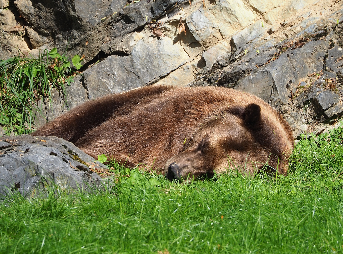 Old European brown bear (Ursus arctos arctos) Willy, 2023-09-26