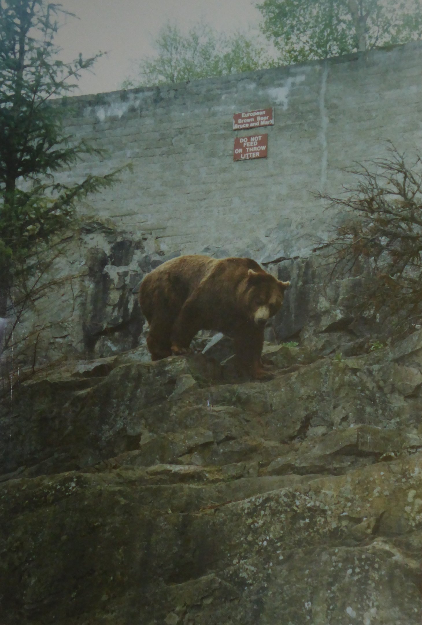 Old exhibit for European Brown Bear (Ursus arctos arctos) at Highland Wildlife Park - circa 1989