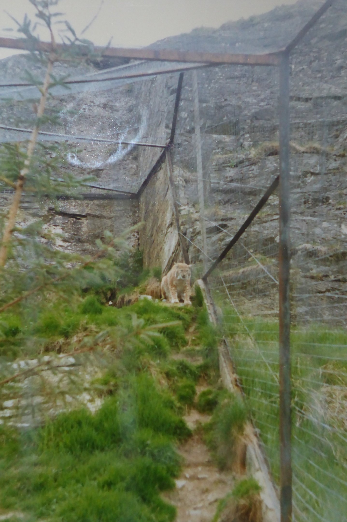 Old exhibit for Northern Lynx (Lynx lynx lynx) at Highland Wildlife Park - circa 1989